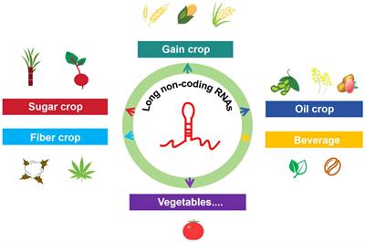 Update on functional analysis of long non-coding RNAs in common crops